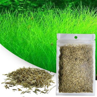 Hạt giống ngưu mao chiên lá dài gói 10 gram